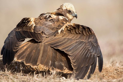 Western Marsh Harrier (Circus aeruginosus) female perched on field spreading wings, Castile-La