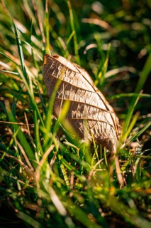 A dried autumn leaf in the middle of green grass, illuminated by the sun, Calmbach, Black Forest,