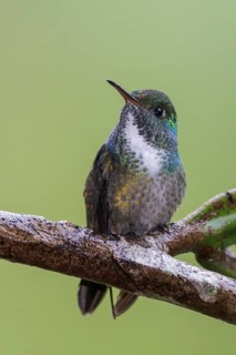 Versicolored Emerald (Amazilia versicolor) perched on a branch in the Atlantic rainforest of