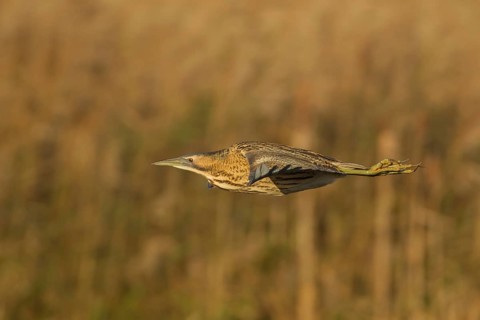 Great or Eurasian bittern (Botaurus stellaris) adult bird in flight, RSPB Strumpshaw nature