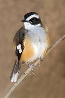 Buff-sided Robin (Poecilodryas cerviniventris), Western Australia, Australia