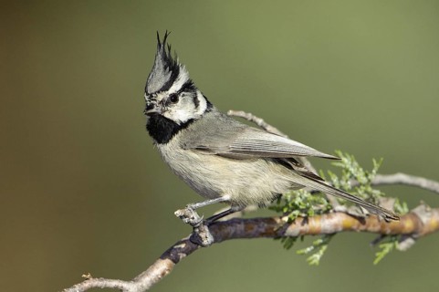 Bridled Titmouse (Baeolophus wollweberi), Arizona, USA