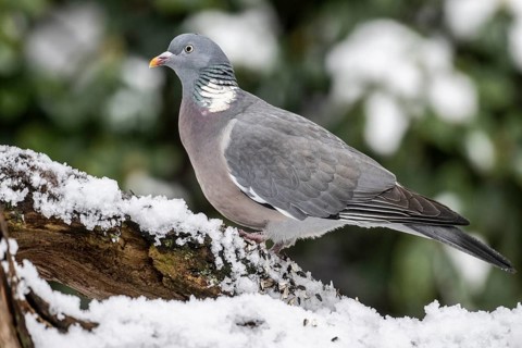 Woodpigeon (Columba palumbus), Emsland, Lower Saxony, Germany