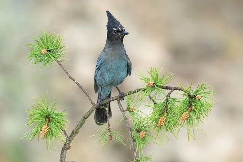 Steller's Jay (Cyanocitta stelleri) perched on a conifer branch, Colorado, USA
