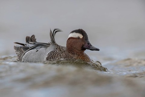 Garganey (Spatula querquedula) male, Schleswig-Holstein, Germany