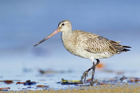 Bar-tailed Godwit (Limosa lapponica), Northern Territory, Australia