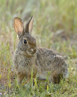 Desert Cottontail (Sylvilagus audubonii) in Carmichale California