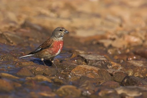 Common Linnet (Linaria cannabina) male, Extremadura, Spain