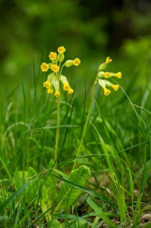 Common cowslip (Primula veris) or cowslip primrose blooming, Bavaria, Germany