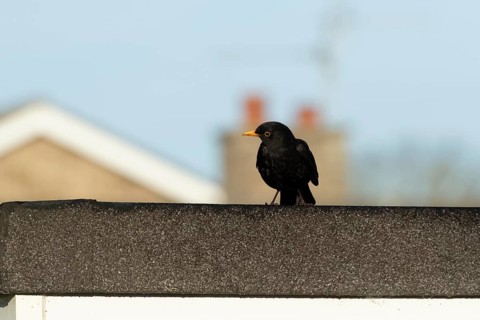 European blackbird (Turdus merula) adult male garden bird on an urban house roof, Suffolk, England,
