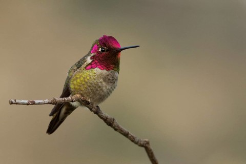 Anna's Hummingbird (Calypte anna), Sacramento County California