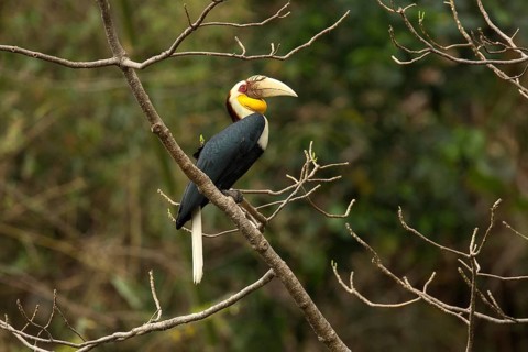 Wreathed Hornbill (Rhyticeros undulatus) perched on a branch, Yunnan, China
