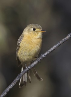 Buff-breasted Flycatcher (Empidonax fulvifrons), Arizona, USA