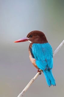 Brown kingfisher, (Halcyon smyrnensis), family of kingfishers, on perch, animals, birds, Israel