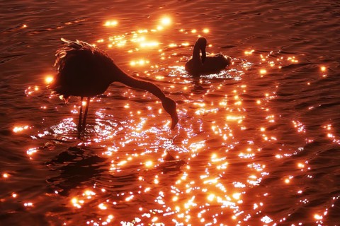 Two flamingos in the shimmering waters of the French Camargue during sunset, glowing in the