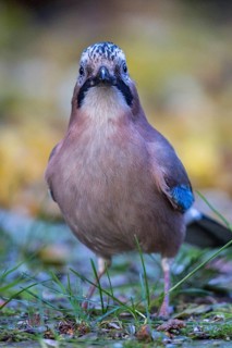 Eurasian Jay (Garrulus glandarius) perched on the ground, Bavaria, Germany