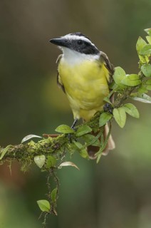 Great Kiskadee (Pitangus sulphuratus), Costa Rica