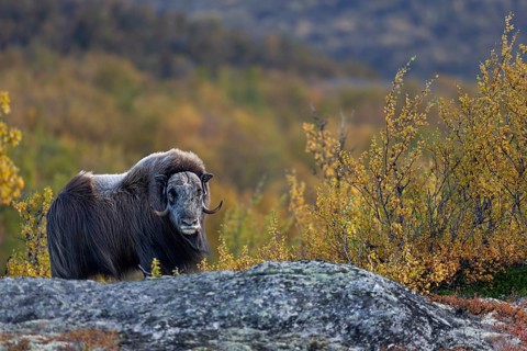 A musk ox bull (Ovibos moschatus) in front of the impressive autumnal backdrop of the Norwegian