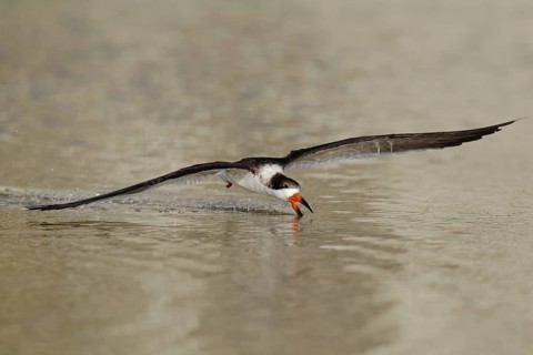 Black Skimmer (Rynchops niger) flying, Florida, USA