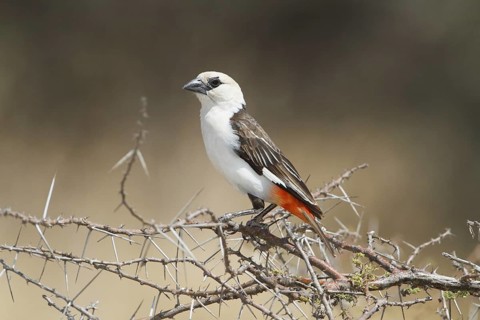 White-headed Buffalo Weaver, bubalornis albiroistris