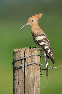 Eurasian Hoopoe (Upupa epops) perched on a post, Aosta Valley, Italy