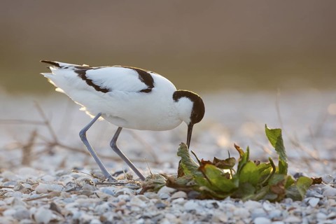 Pied Avocet (Recurvirostra avosetta), Texel, Netherlands