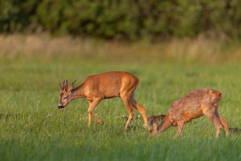 Two roe deer (Capreolus capreolus) go to graze in a meadow in the evening, summer, summer coat,