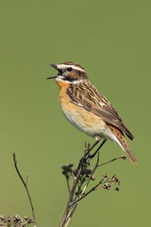Whinchat (Saxicola rubetra) male singing, Brandenburg, Germany