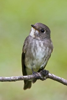 Dark-sided Flycatcher (Muscicapa sibirica), Singapore