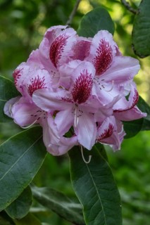 Rhododendron blossom (Rhododendron Furnivalls Daughter), Emsland, Lower Saxony, Germany