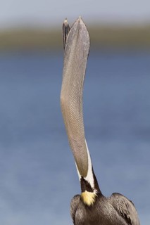 Brown Pelican (Pelecanus occidentalis), Florida, USA
