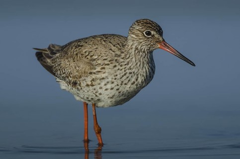 Common Redshank (Tringa totanus), Schleswig-Holstein, Germany
