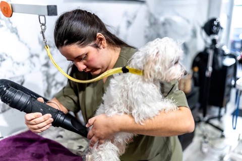 Professional groomer blow drying a fluffy maltese in a pet salon, styling its white fur and
