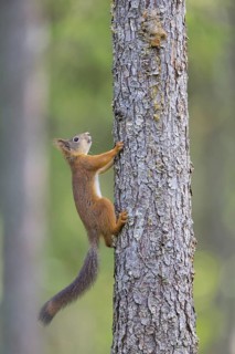 Squirrel, animals, mammals, climbs on tree, (Sciurus vulgaris vulgaris), squirrel, Lentiira,