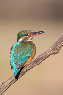Common Kingfisher (Alcedo atthis) female, Saxony-Anhalt, Germany