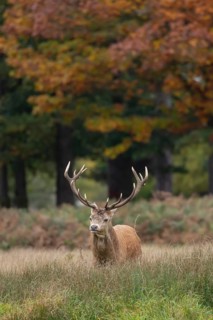 Red deer (Cervus elaphus) adult male stag walking through grassland in the autumn, England, United