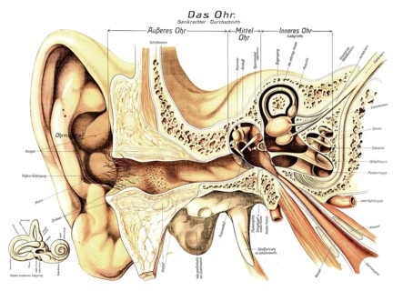 Anatomy, image shows a detailed anatomical cross section of the human ear, divided into outer ear,