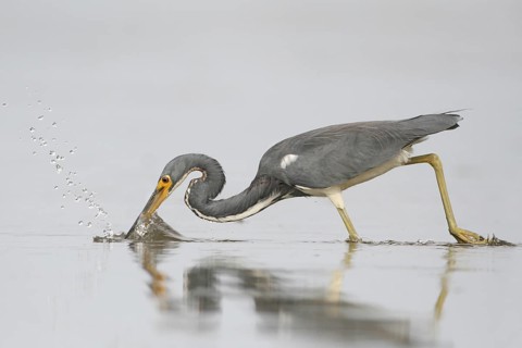 Tricolored Heron (Egretta tricolor), Florida, USA
