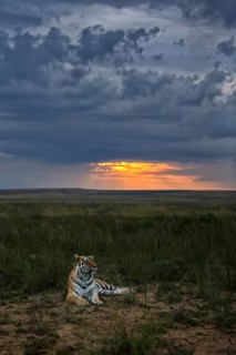Bengal Tiger (Panthera tigris) adult in evening light, captive, Philippolis, South Africa