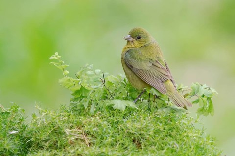 Painted Bunting (Passerina ciris) female perched on a branch, Texas, USA