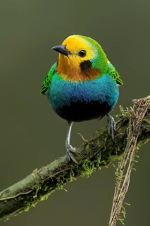 Multicolored Tanager (Chlorochrysa nitidissima) perched on a branch in Colombia, South America