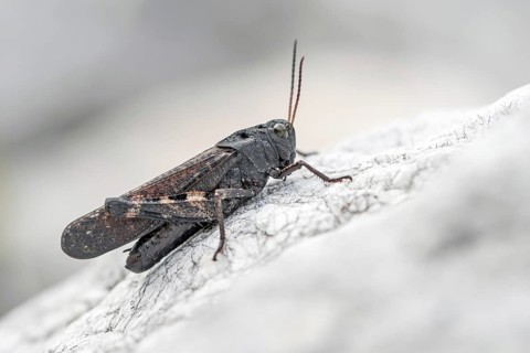 Red-winged snoring scare sitting on a stone, fright, (Ps0phus stridulus), animals, insects, family