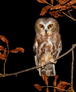 Northern Saw-whet owl chick, Aegolius acadicus, perched in a tree during Autumn at Prince Albert,