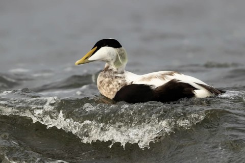 Common Eider (Somateria mollissima) male, Smaland, Sweden