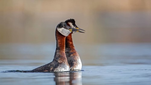 Red-necked Grebe (Podiceps grisegena) pair displaying, Saxony-Anhalt, Germany