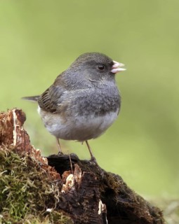 Slate-colored Junco (Junco hyemalis hyemalis), Saskatchewan, Canada