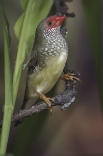 Star Finch (Neochmia ruficauda) female