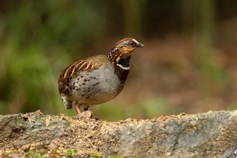 White-necklaced Partridge (Arborophila gingica) perched on the ground, Fujian, China