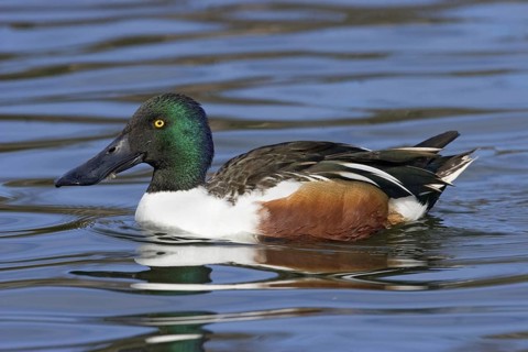 Northern Shoveler Anas clypeata Tucson, Arizona, United States 19 January Adult Male Anatidae