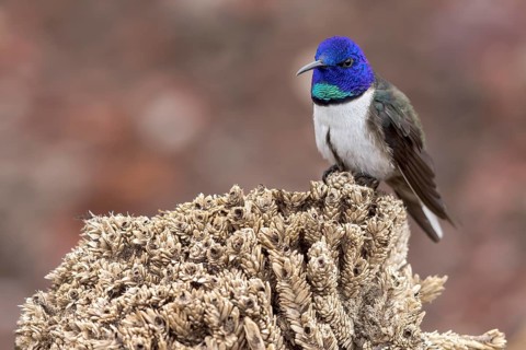Chimborazo Hillstar (Oreotrochilus chimborazo) perched on a branch in the Andes Mountains in